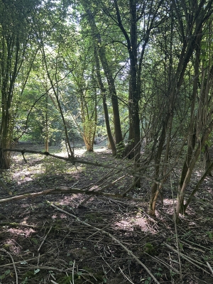 EXCLUSIVITE - BOIS A VENDRE - ESTREES-MONS (80200) réf : R0074
