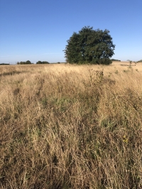 POUR LES CHASSEURS - EXCLUSIVITE - Terrain boisé - ALLAINES - (réf : N0150) Prix : 6 200 €