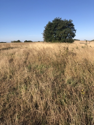 POUR LES CHASSEURS - EXCLUSIVITE - Terrain boisé - ALLAINES - (réf : N0150) Prix : 6 200 €